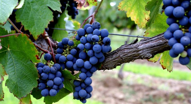 A magasból érkező, egészséges borok lehetnek a piac új sztárjai